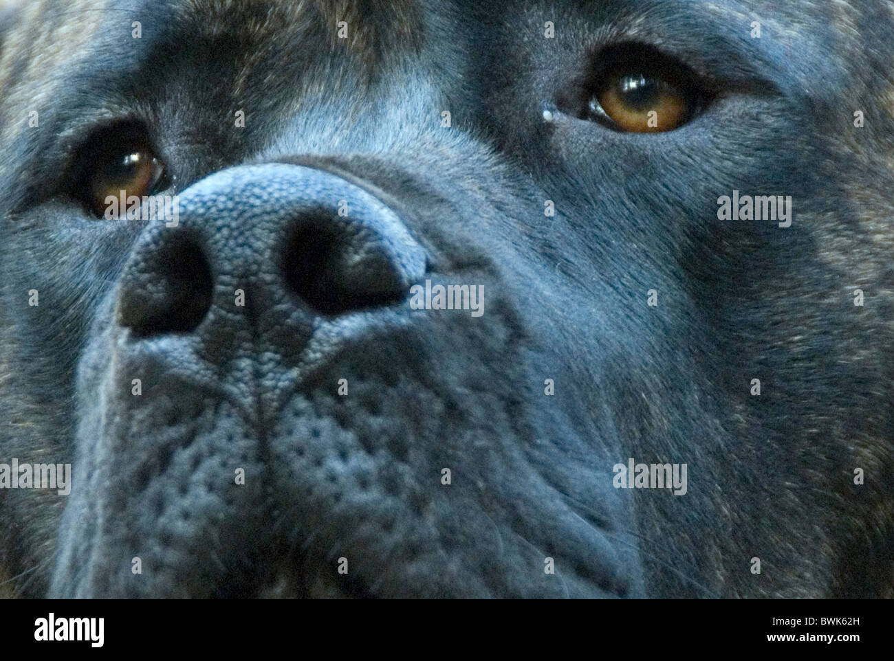 mastiff dog house dog portrait British breed face eyes nose animal Stock Photo