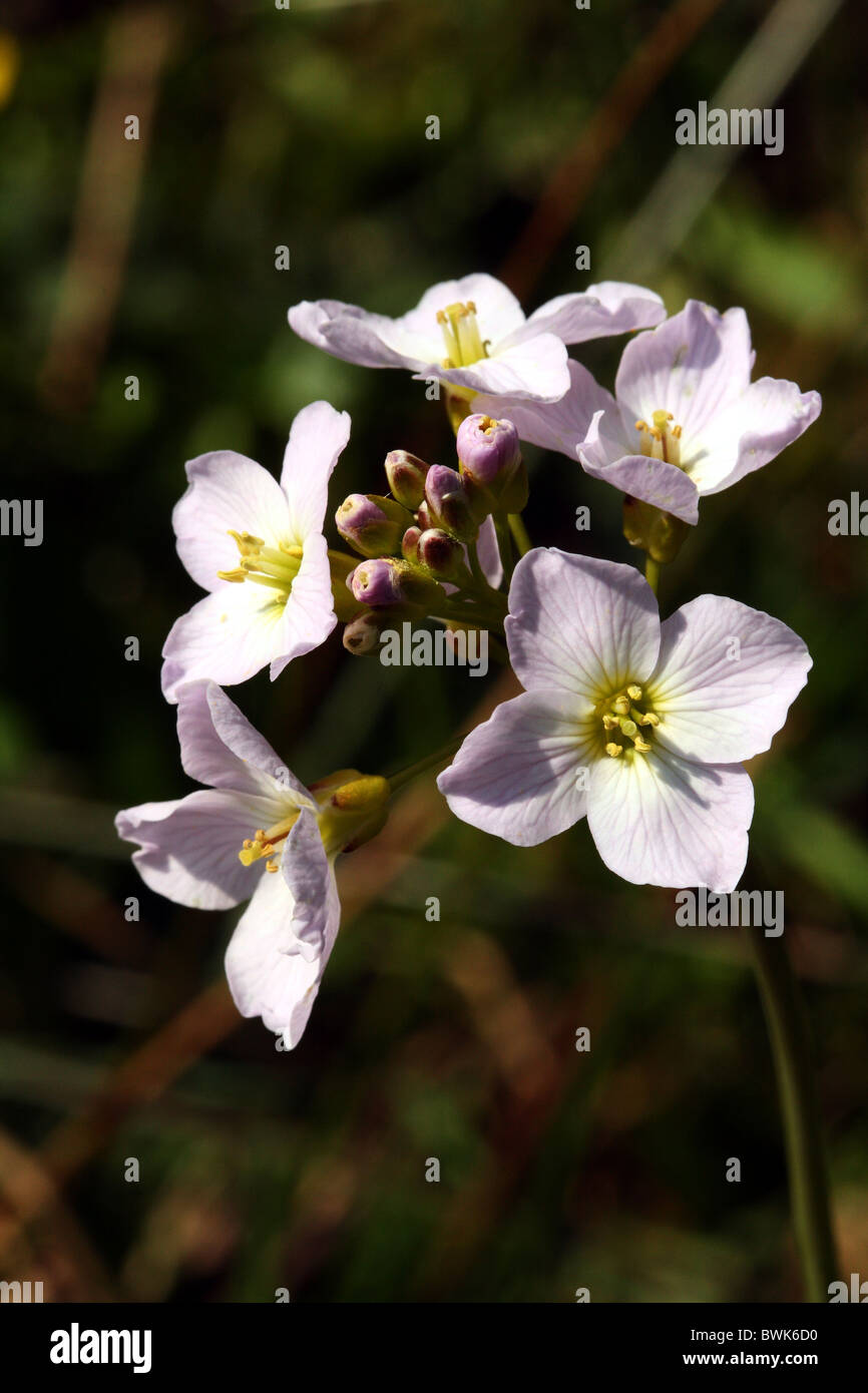 Cuckoo Flower Cardamine pratensis or Lady's Smock Family Brassicaceae Stock Photo