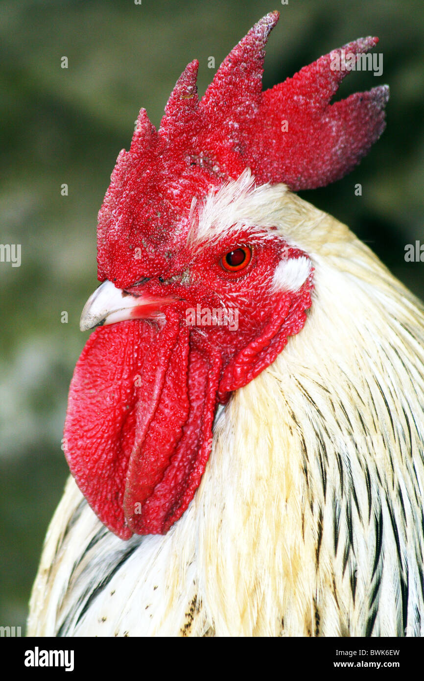 Light Sussex Cockerel domestic fowl breed Stock Photo