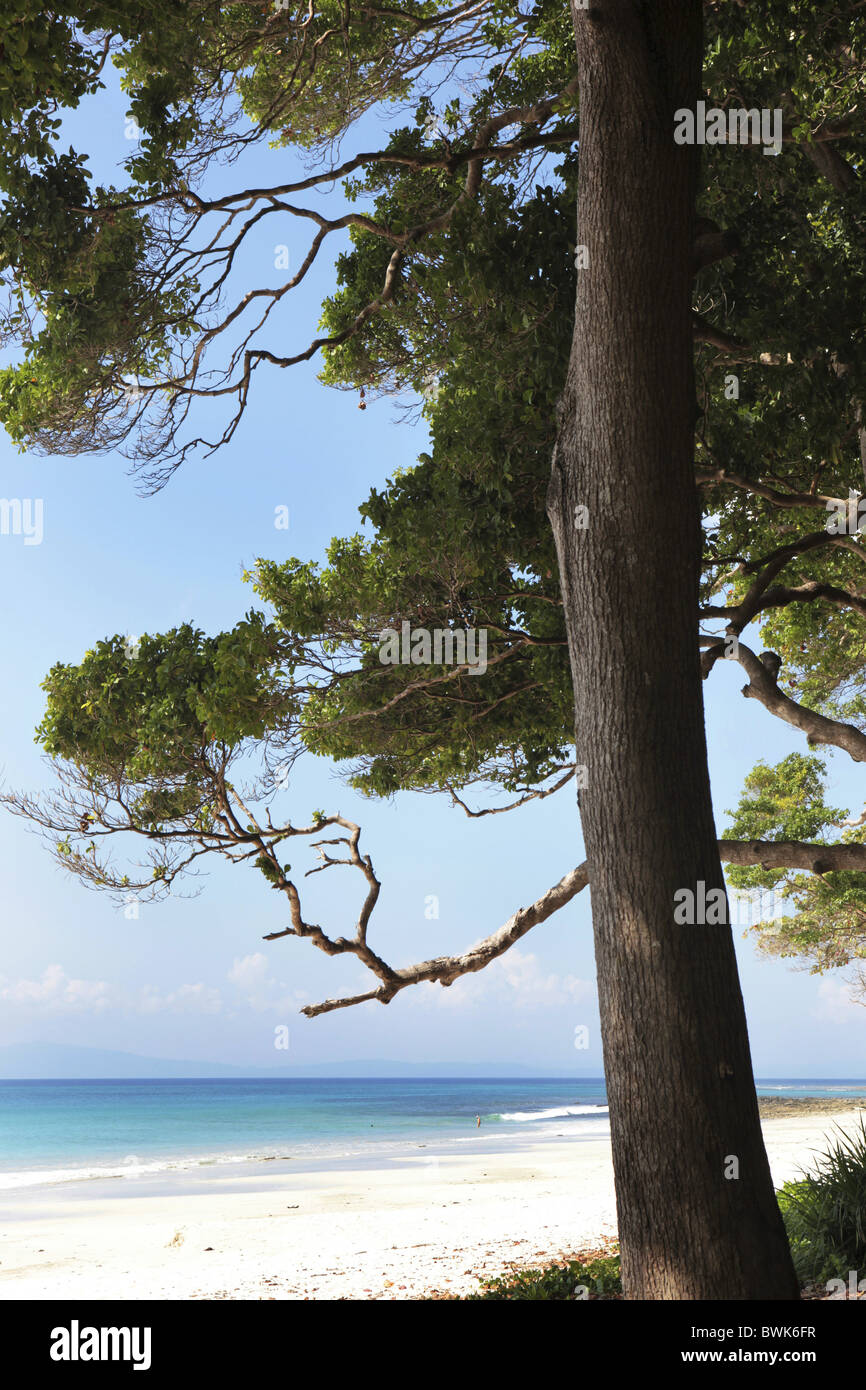 Coastal forest view hi-res stock photography and images - Alamy