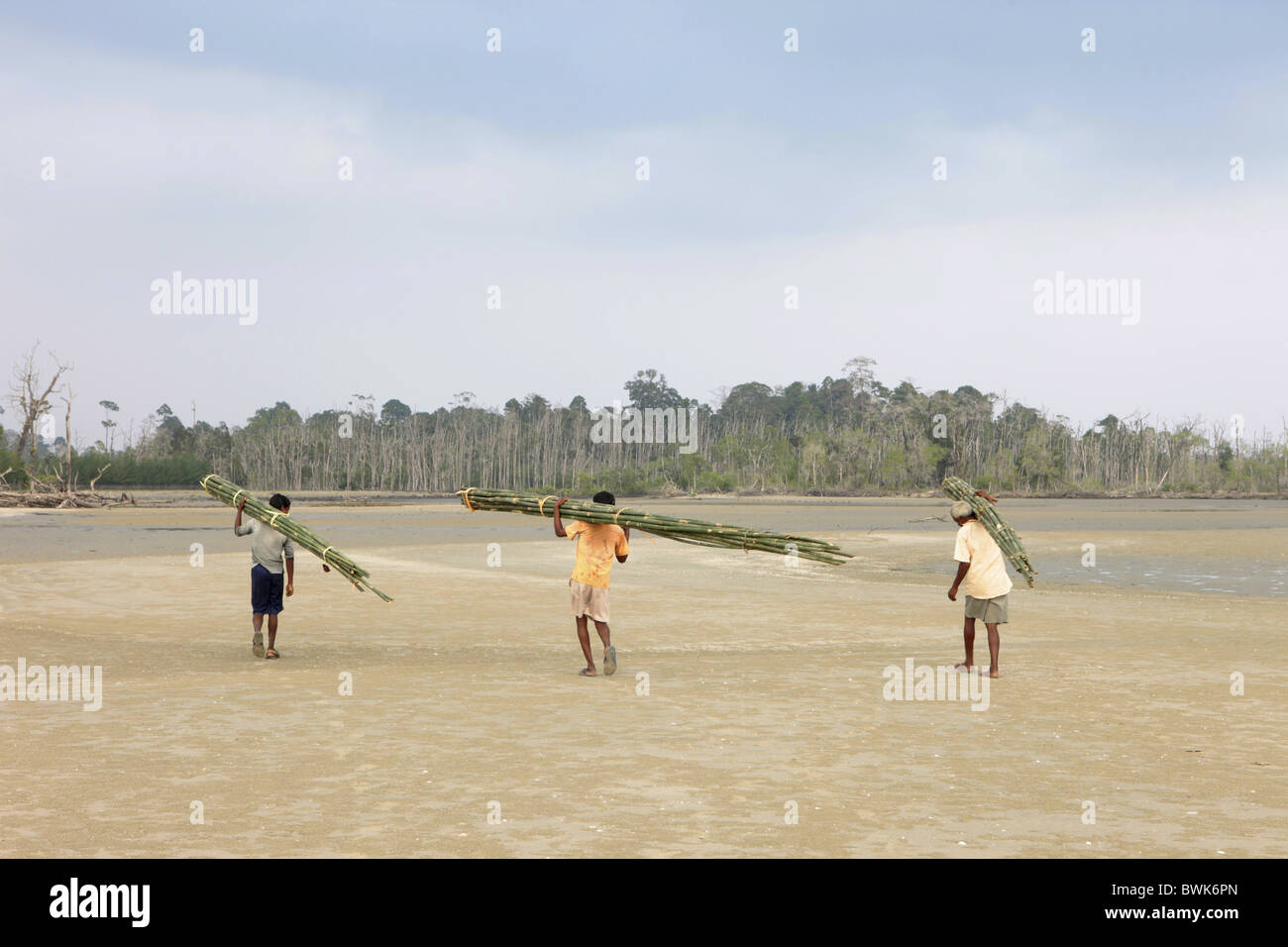 Villagers carrying bamboo across Balu Dera Beach, Baratang, Middle Andaman, Andamans, India Stock Photo