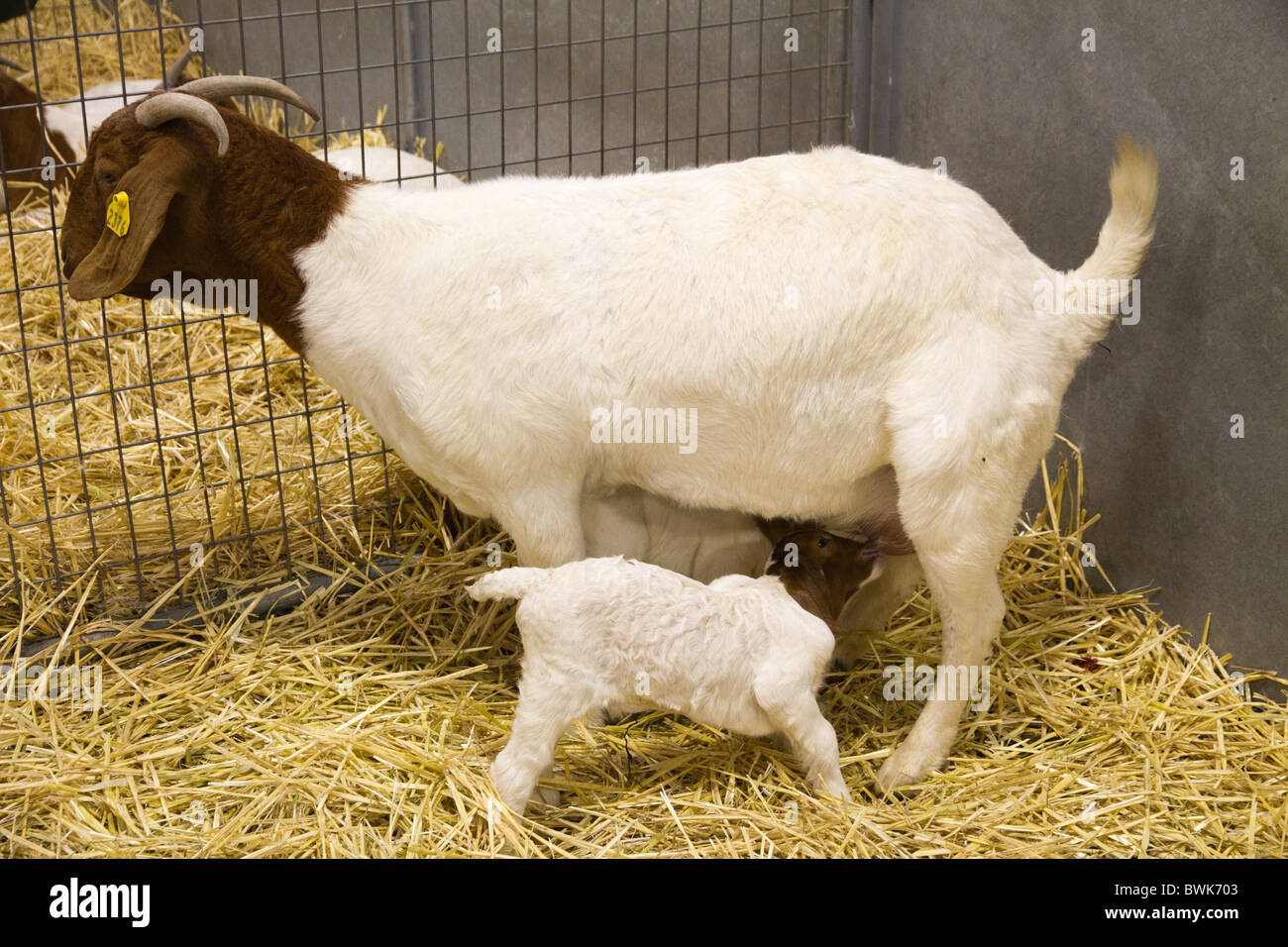 Boer goat doe with kid in pen Stock Photo