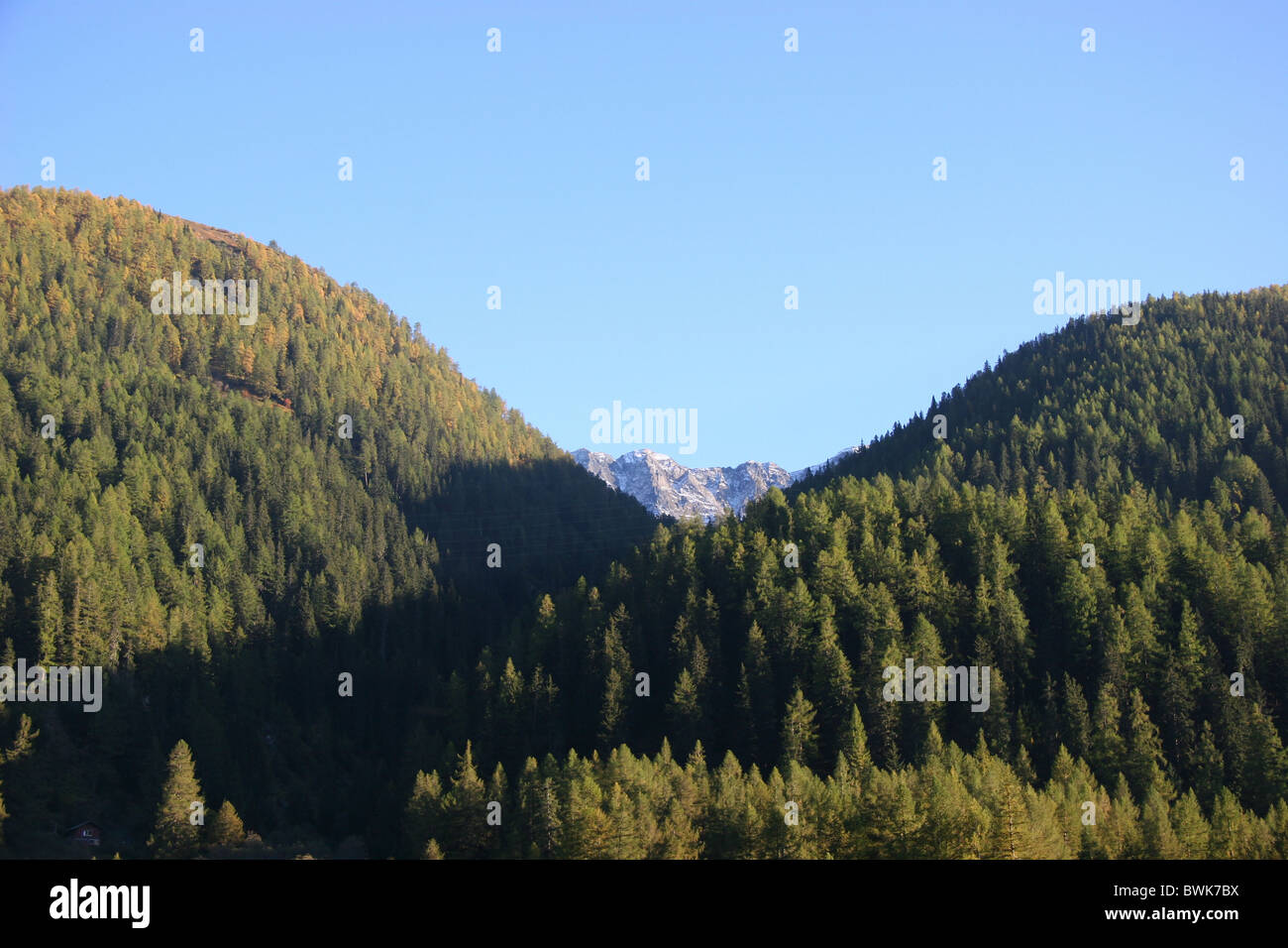 Switzerland Europe Valais Oberwallis Goms autumn wood forest scenery landscape coniferous forest mountains Stock Photo