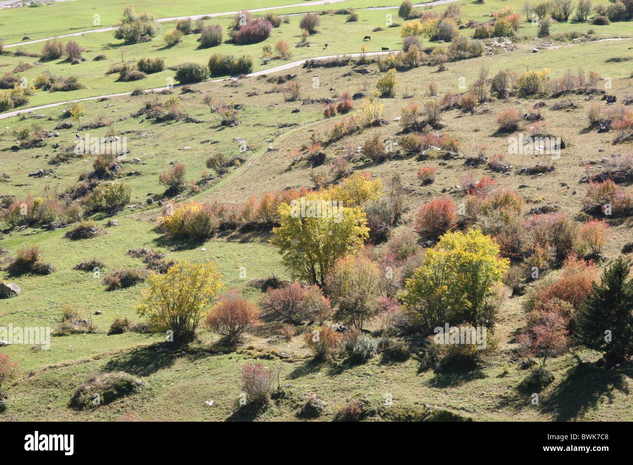 Switzerland Europe Valais Oberwallis Goms scenery landscape trees meadow Gommer way autumn bushes shrubs Stock Photo