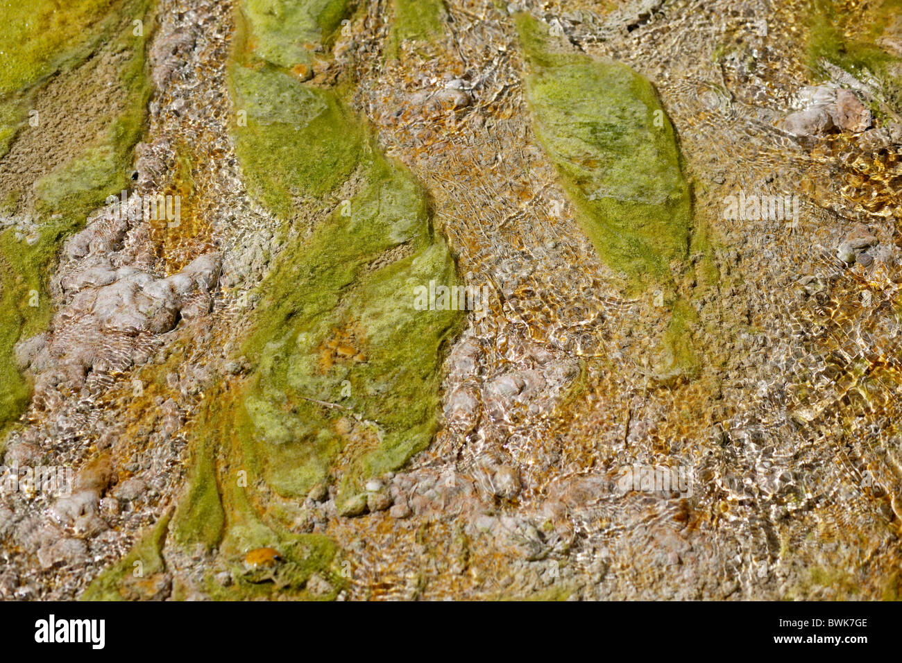 Algae grows in water from a hot termal spring in Thermopolis, Wyoming, United States of America Stock Photo