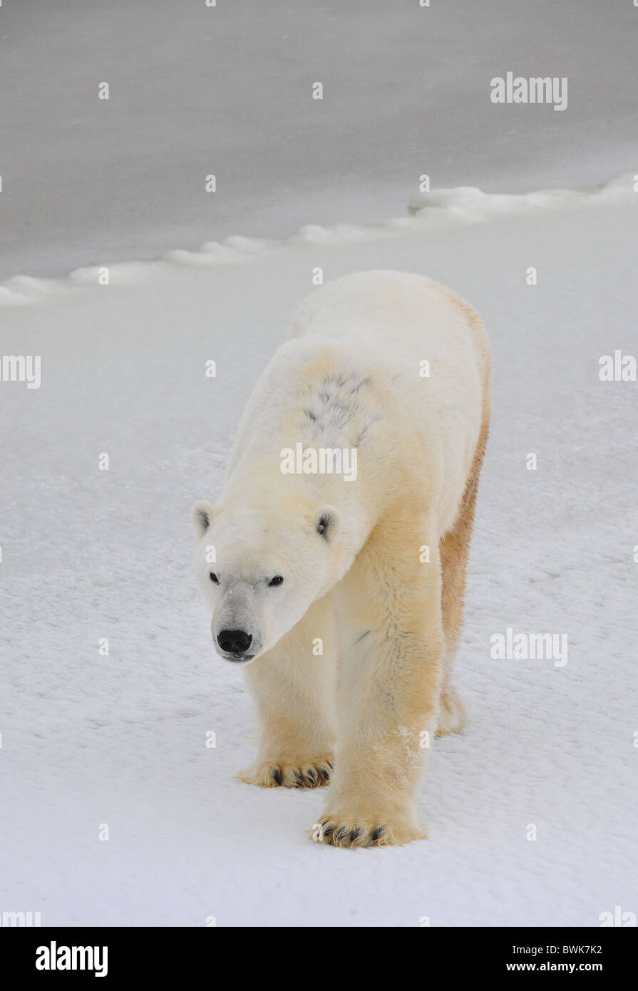 Polar bear in a native habitat. Snow. A frost. Winter. Stock Photo
