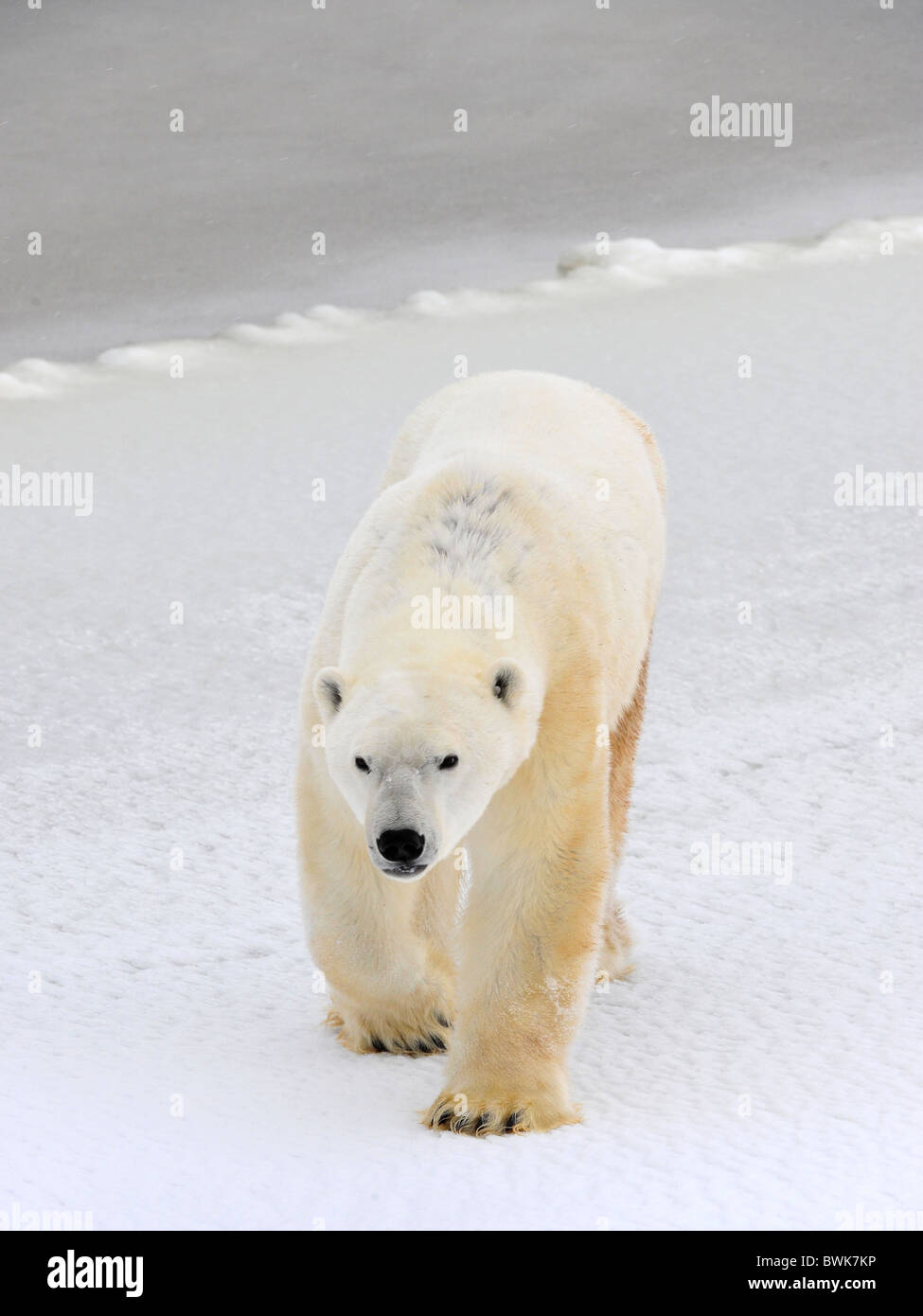 Polar bear in a native habitat. Snow. A frost. Winter. Stock Photo