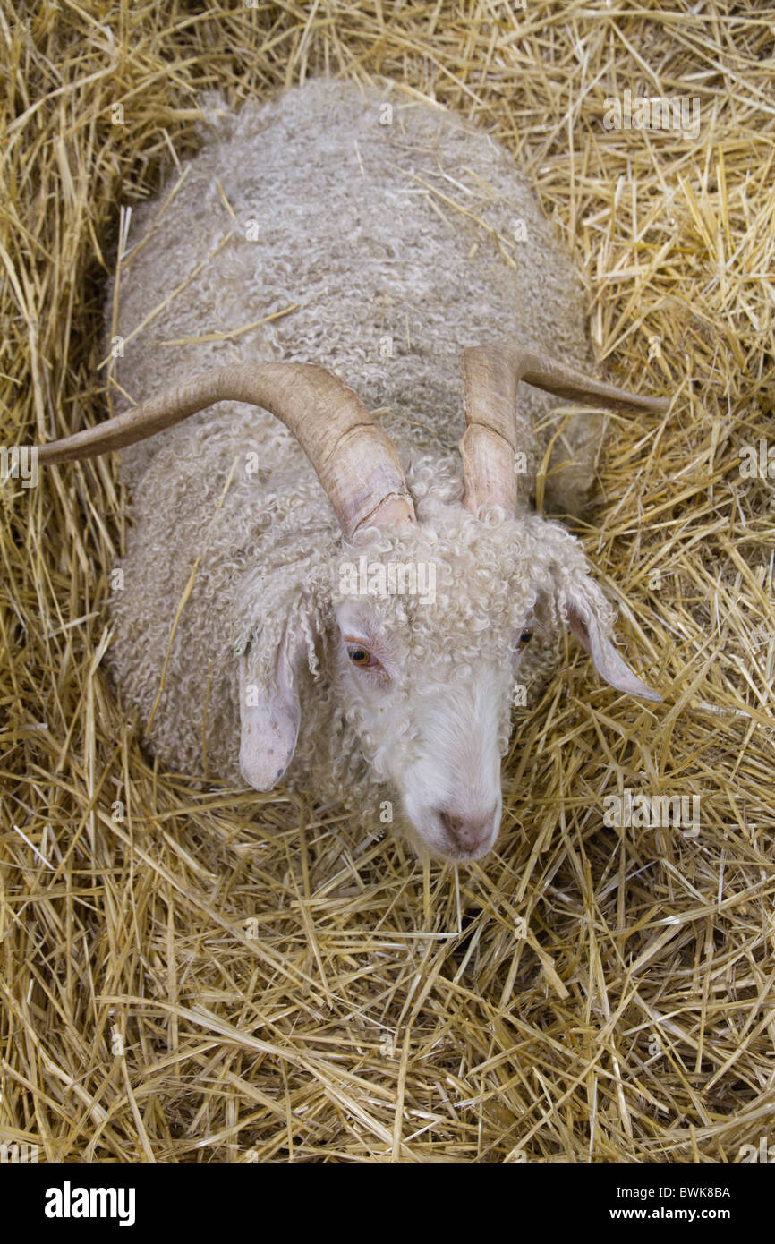 Angora goat in a pen of straw Stock Photo