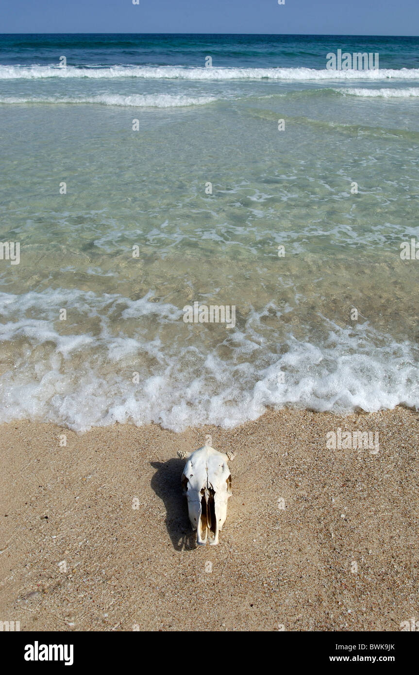 Fins Beach Sur coast beach seashore sandy beach animal skull skull sea Oman Arabian peninsula East Arabia Stock Photo