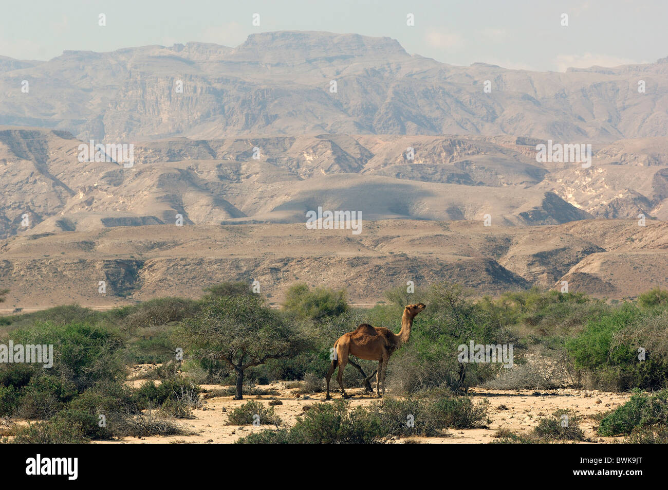 camels camel dromedary Fins Sur Coast animals scenery landscape desert mountains Oman Arabian peninsula Ea Stock Photo