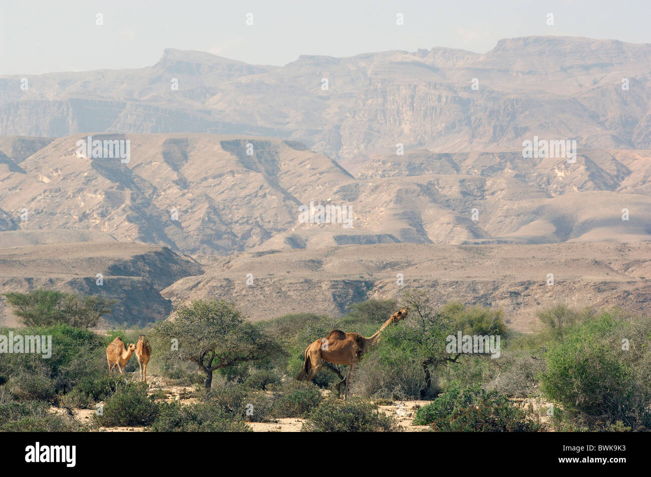 camels camel dromedary Fins Sur Coast animals scenery landscape desert mountains Oman Arabian peninsula Ea Stock Photo