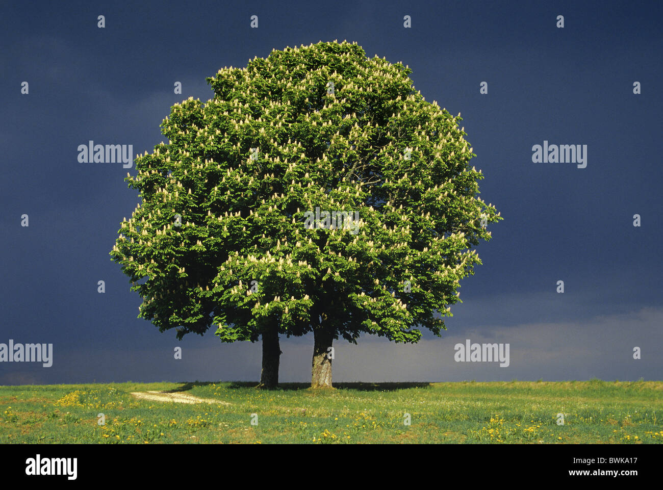 Chestnut in a field near Pfullendorf, Baden-Wuerttemberg, Germany Stock Photo