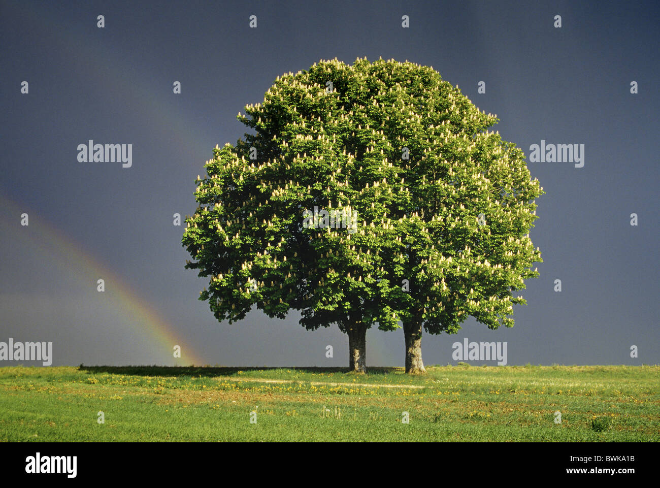 Chestnut in a field near Pfullendorf, rainbow in the background, Baden-Wuerttemberg, Germany Stock Photo