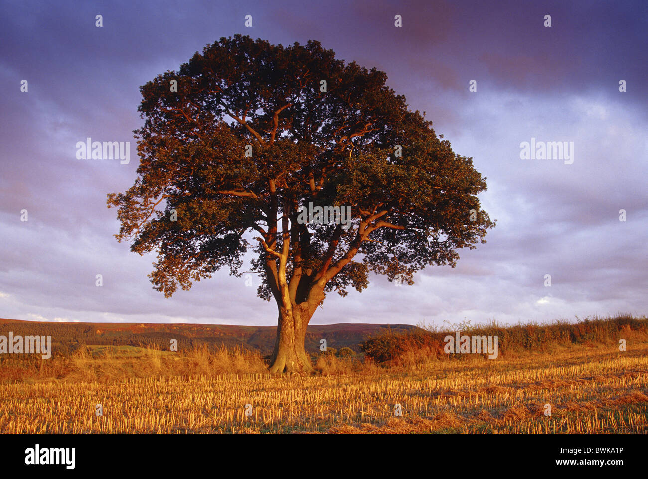 oak treee at dusk