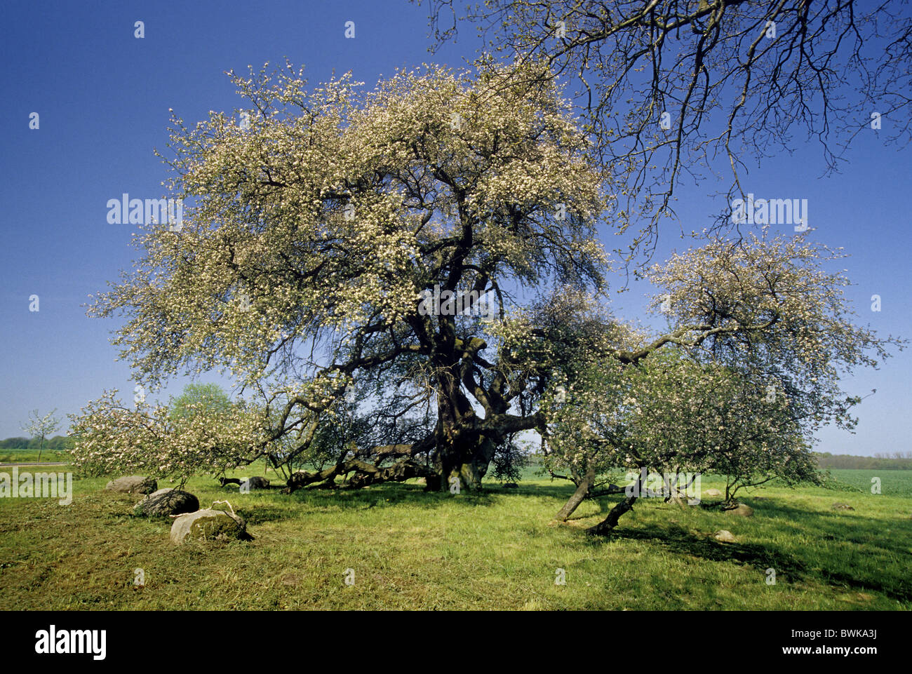 Field apple tree fruit hi-res stock photography and images - Alamy