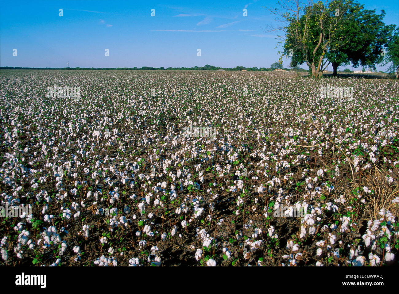 cotton field plantation agriculture USA America North America Texas