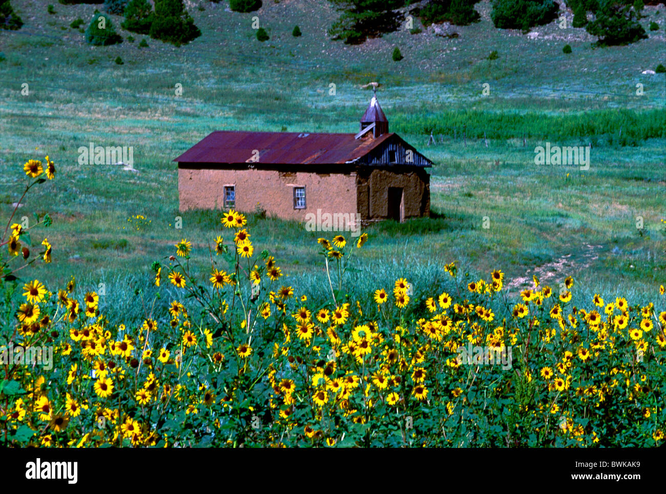 USA America North America New Mexico route 518 with Mora church sunflowers scenery Stock Photo