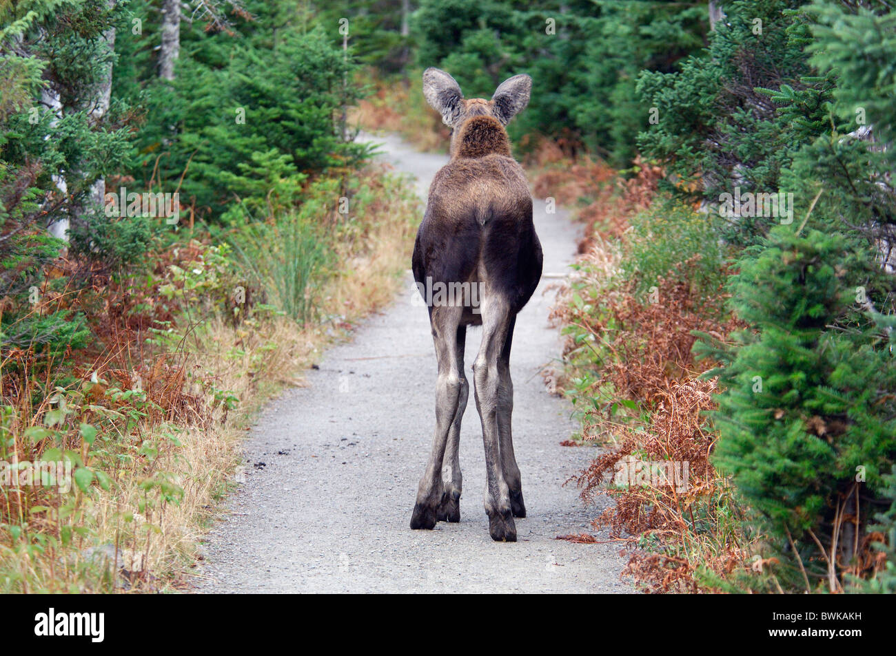 Animals meeting hi-res stock photography and images - Alamy Animals meeting hi-res stock photography and images - Alamy