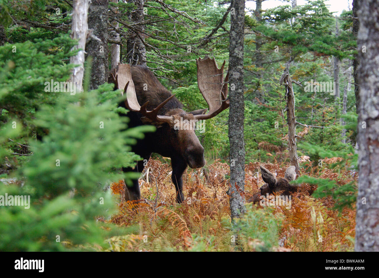 10828541 hires stock photography and images Alamy