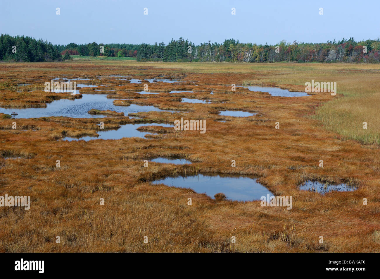 Marshy Landscape Moor Nature Scenery Landscape Autumn Pool Puddle 