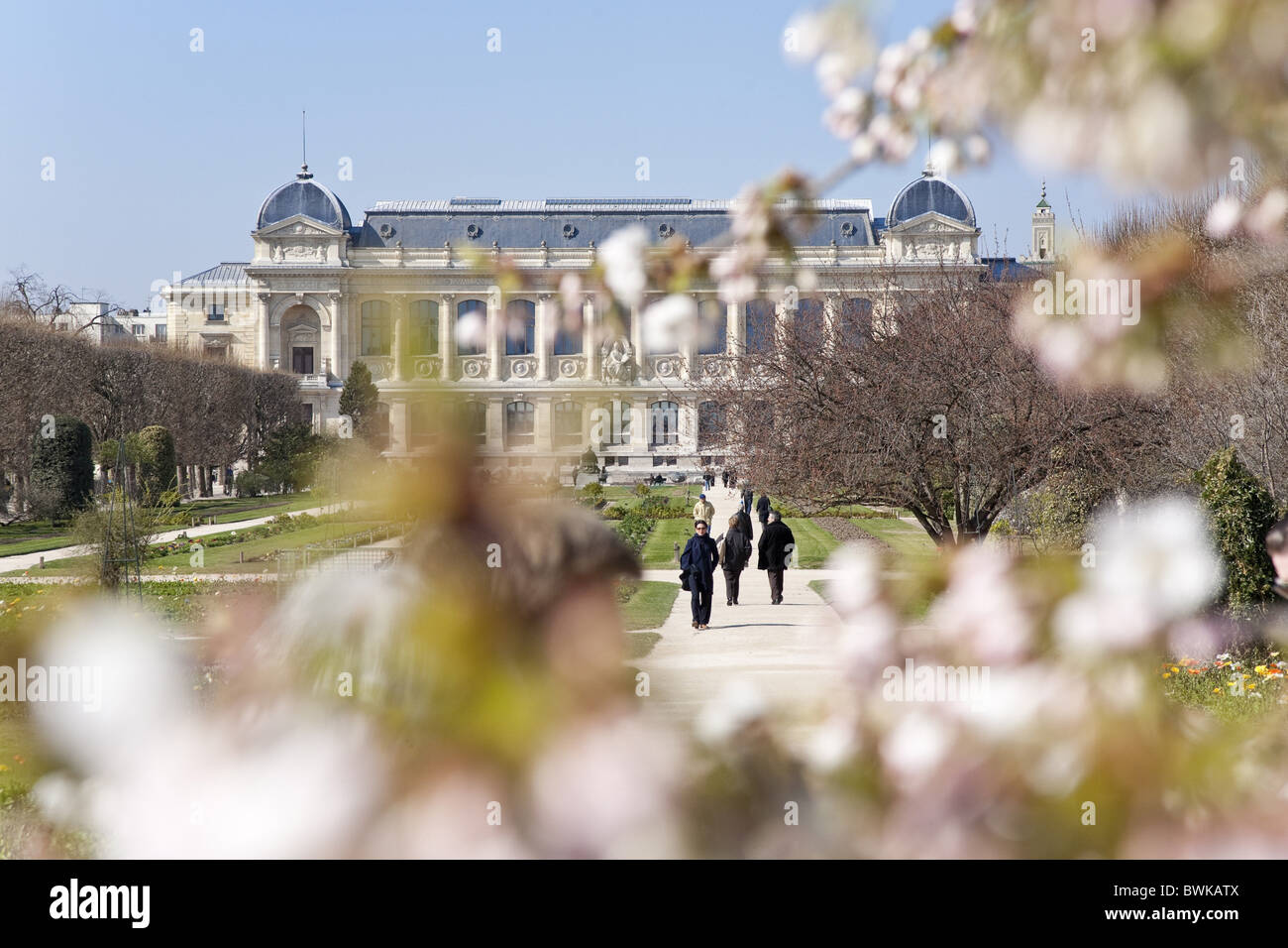 Cherry blossom in the park around the natural history museum Musée national d’histoire naturelle, Paris, France, Europe Stock Photo
