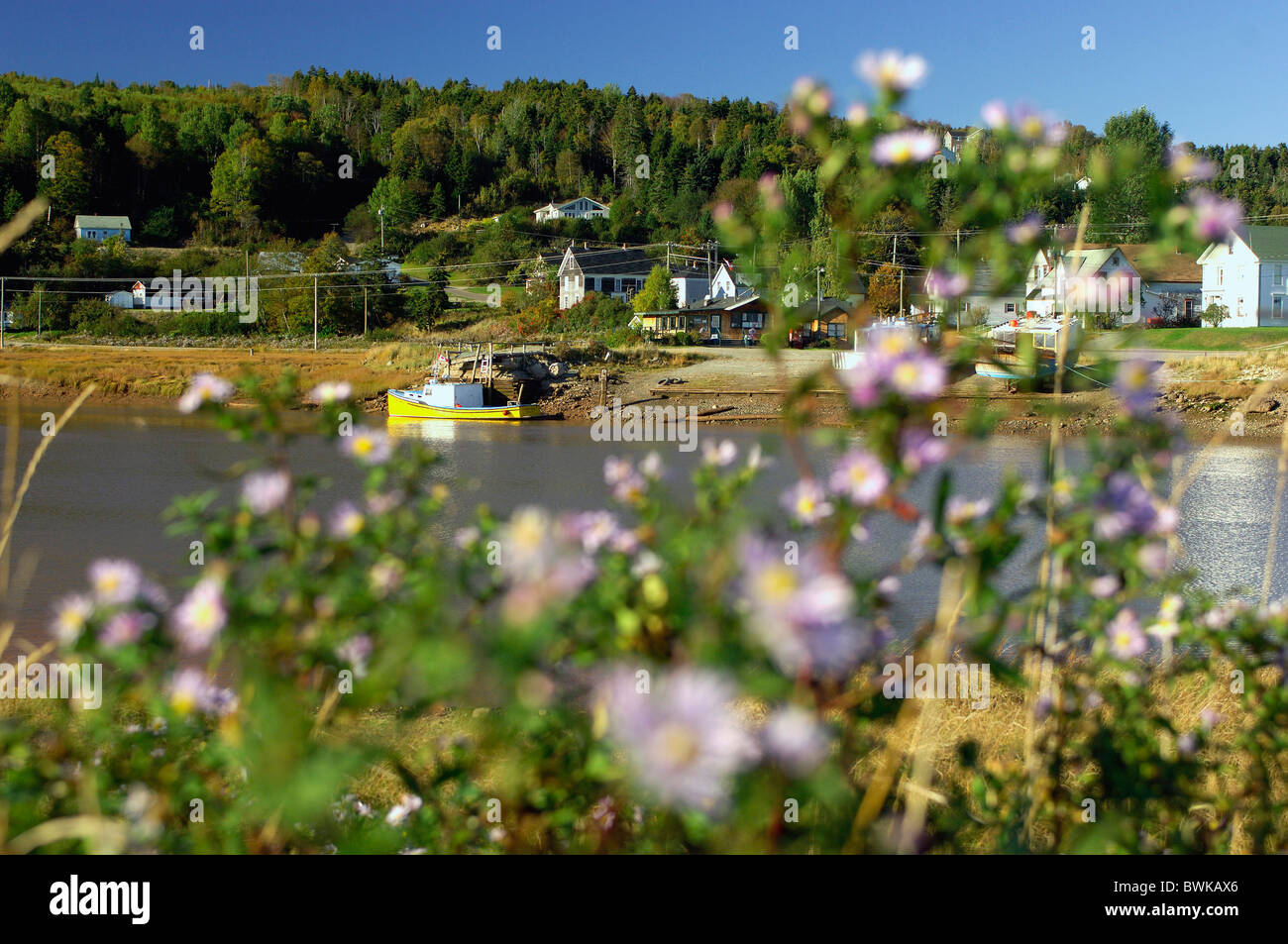 settlement village flowers river flow shore Fundy national park Alma