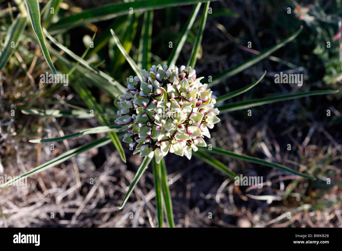 Pink green flower flowers hi-res stock photography and images - Alamy