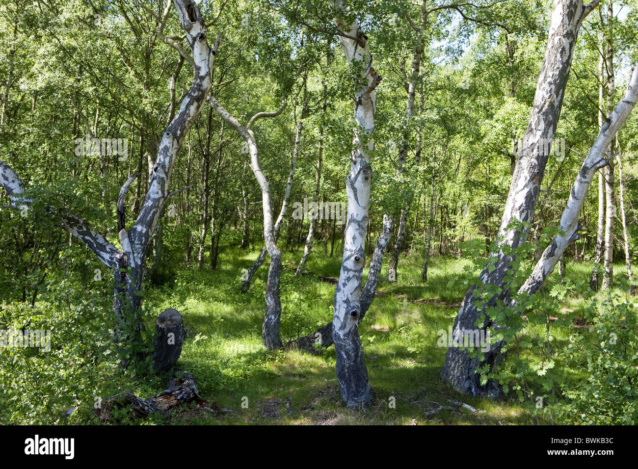 Birch forest, Skanoer, Skane, South Sweden, Sweden Stock Photo