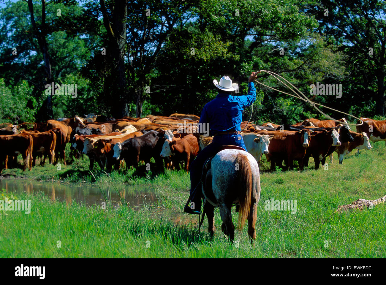 cowboy lasso horse cattle herd of cattle herd USA America North America Texas USA America North America R Stock Photo