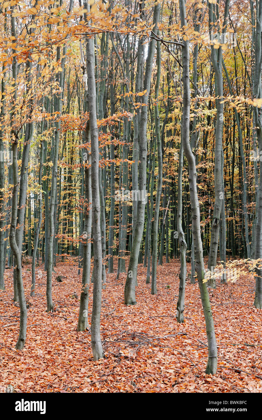 Arrangement Autumn Background Backgrounds Color Colour Czech Republic Deserted Ecosystem Ecosystems Europe Stock Photo