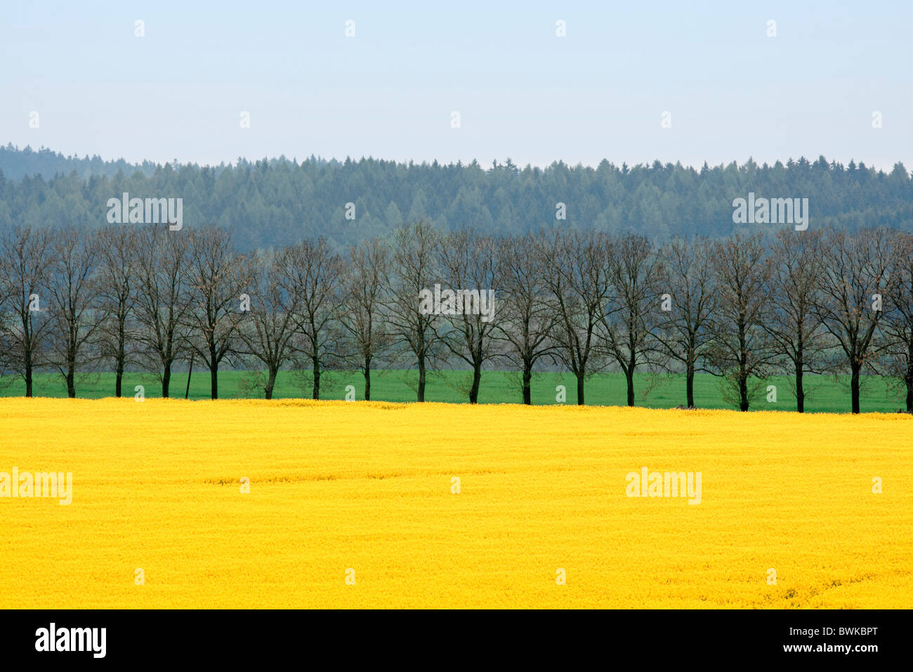 Agriculture Bloom Blooming Blossom Blossoming Bohemia Brassica napus Color Colour Country Countryside Crop Stock Photo