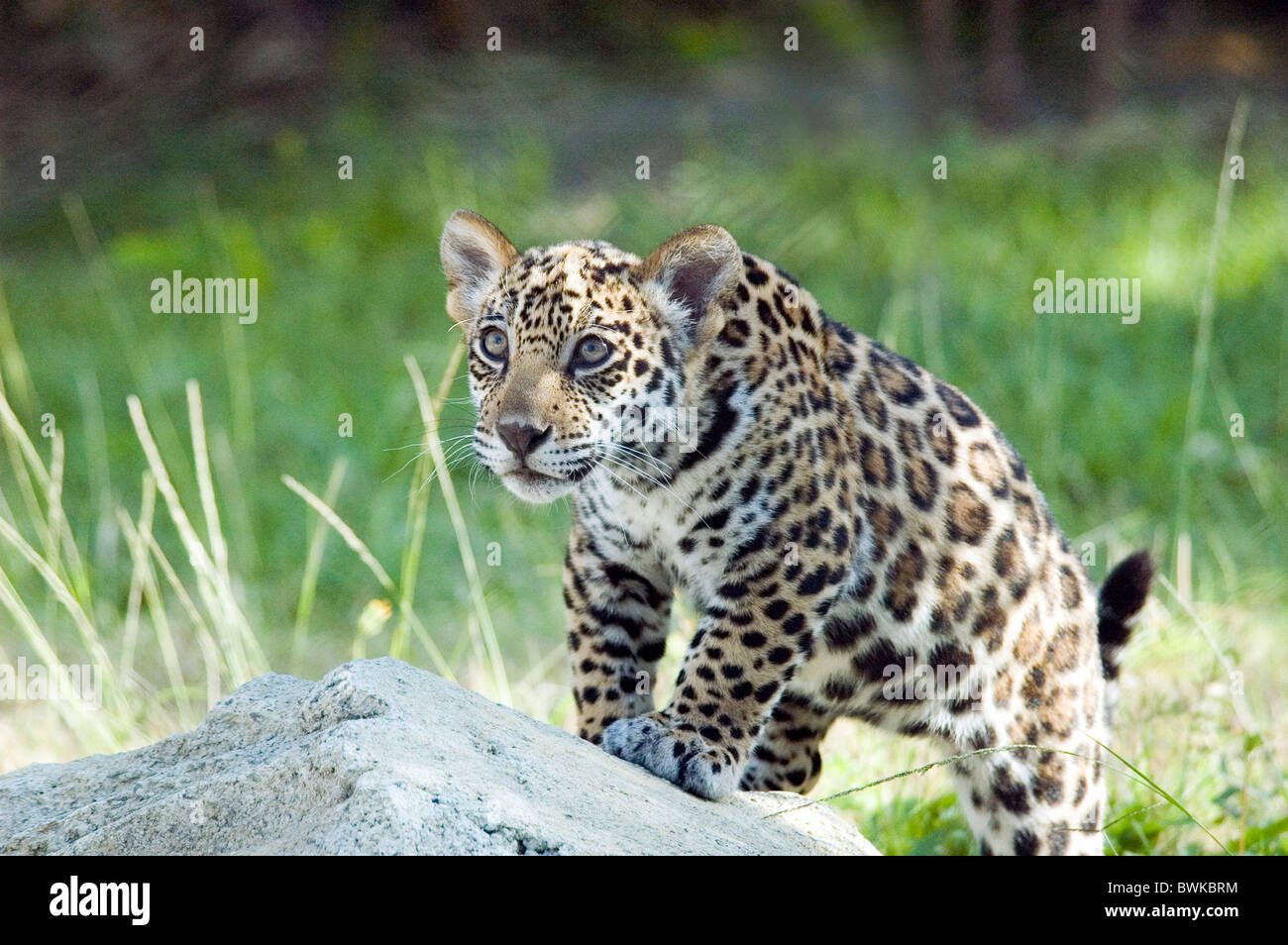 Jaguar Panthera onca young animal boy young big cat Stock Photo Alamy