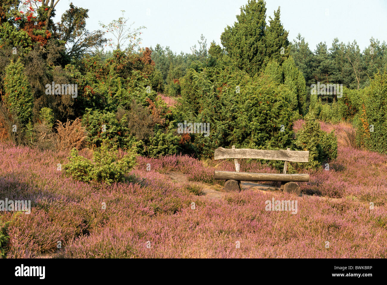 Germany Europe Luneburg moor Undeloh moor blossom heather juniper bank bench seat scenery landscape moor l Stock Photo