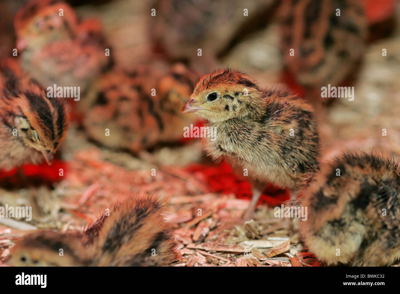 fledglings quail birds bird fowl poultry keeping of pets livestock breeding young birds Legewachteln young q Stock Photo