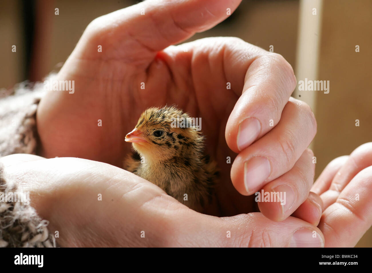 hand hands fledglings quail birds bird fowl poultry keeping of pets livestock breeding young birds young qu Stock Photo