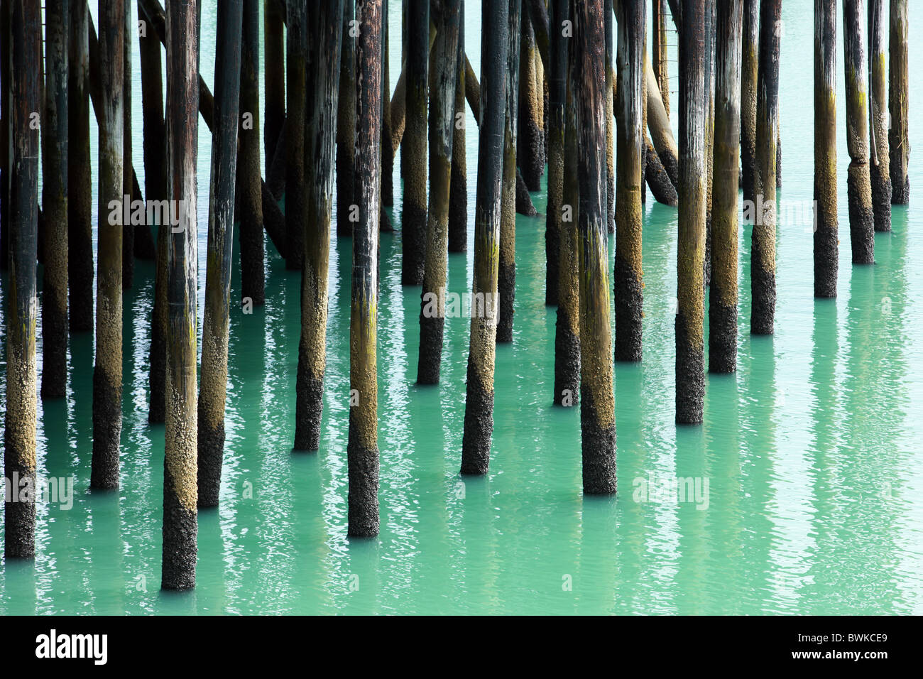 Pylons under a dock in Haines, Alaska with beautiful blue green water. Stock Photo