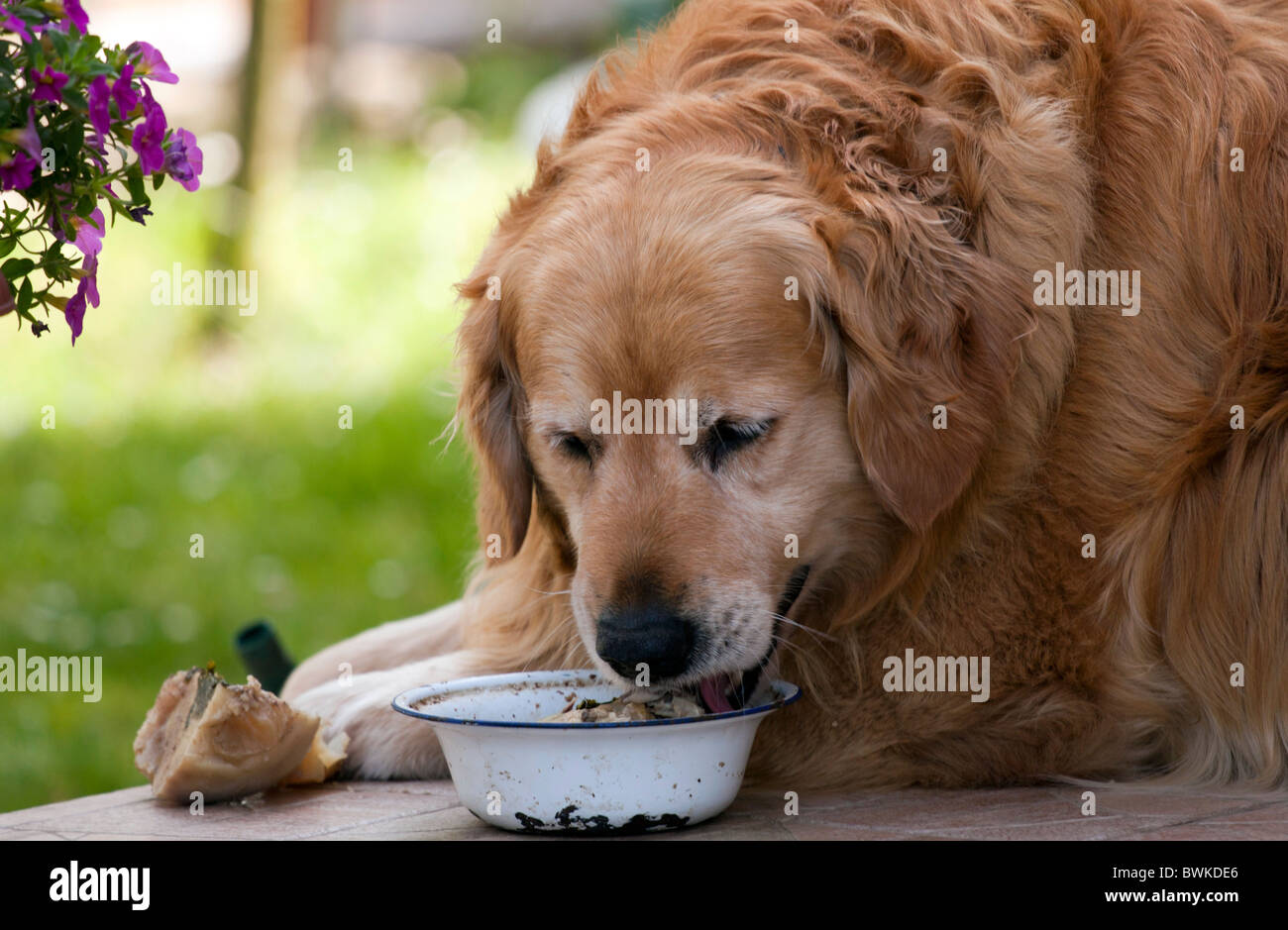 What Foods Can Golden Retrievers Eat
