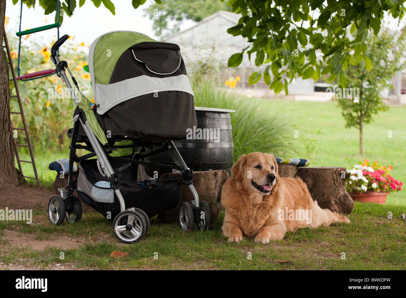 Pet stroller hires stock photography and images Alamy