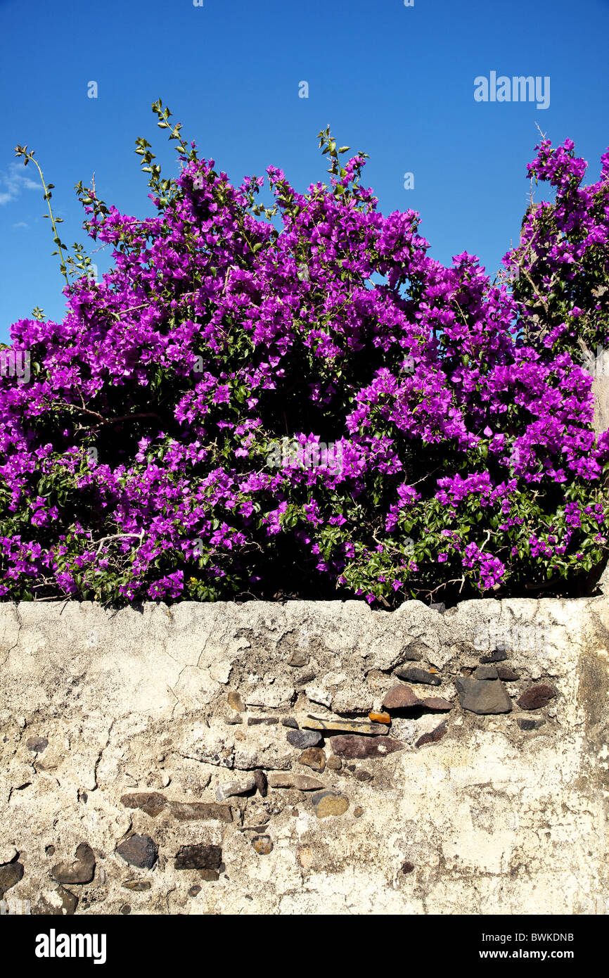 Flowers Malfa Salina Island Aeolian Islands Sicily Italy Stock Flowers Malfa Salina Island Aeolian Islands Sicily Italy Stock