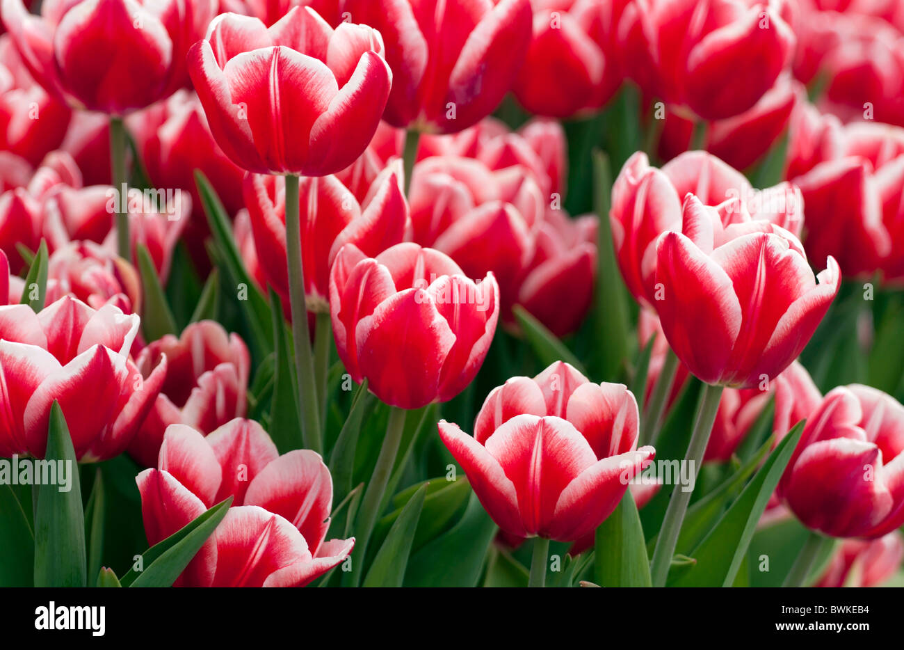 Flower bed of red tulips Stock Photo - Alamy
