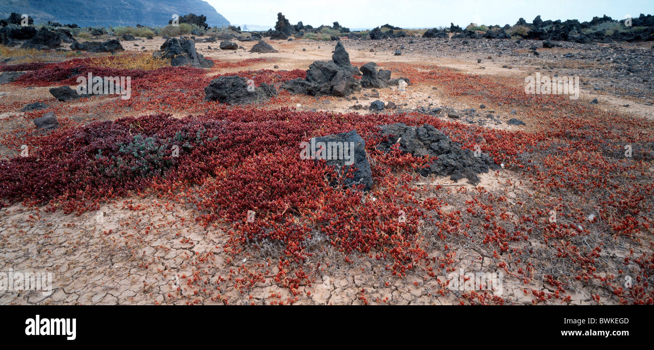 scenery volcanic rocks cliffs midday flowers plant Mesembryanthemum Nodiflorum coast Canary islands isles Lan Stock Photo