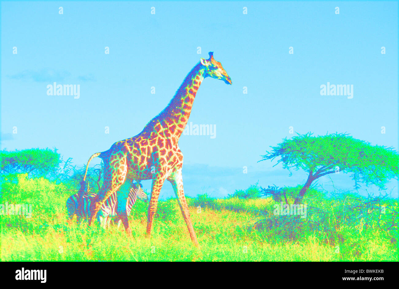 computer graphic arts graphic arts giraffe zebra animals animal Africa savanna effect wrong colors symbol Stock Photo