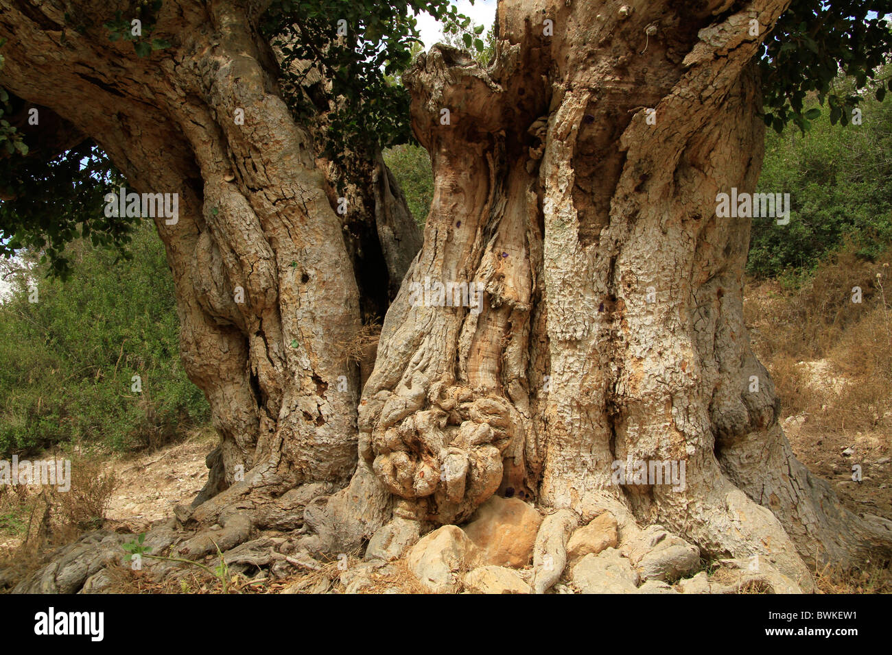 Israel, Carmel, Sycamore tree in Nahal Neder Stock Photo Alamy