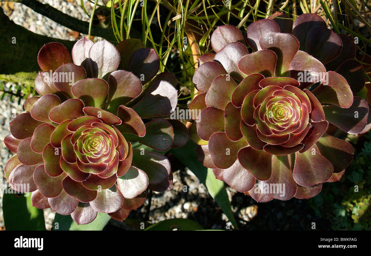 Succulents aeonium aeoniums Stock Photo - Alamy