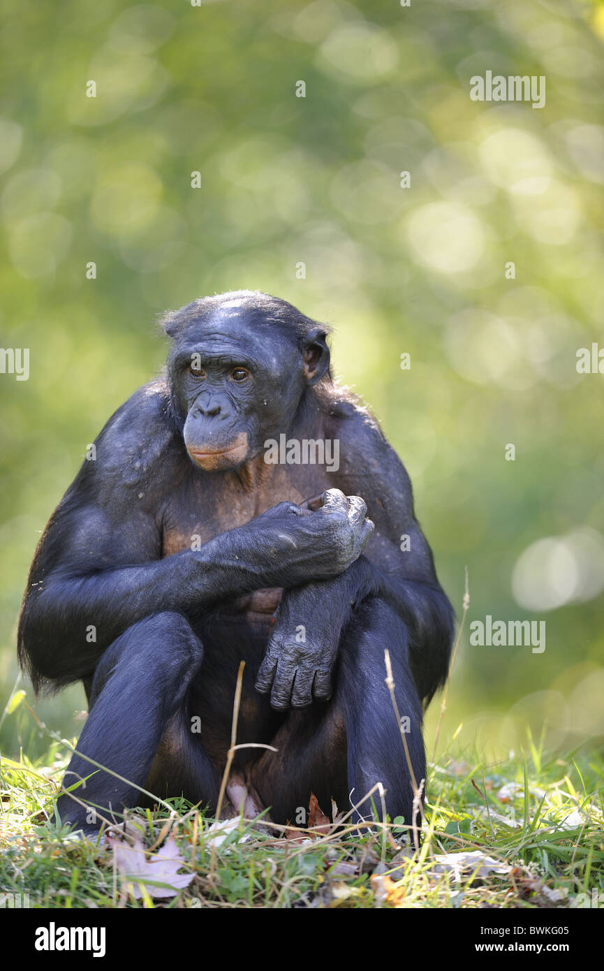 Bonobo - Pigmy chimpanzee - Dwarf chimpanzee (Pan paniscus) male sitting Stock Photo