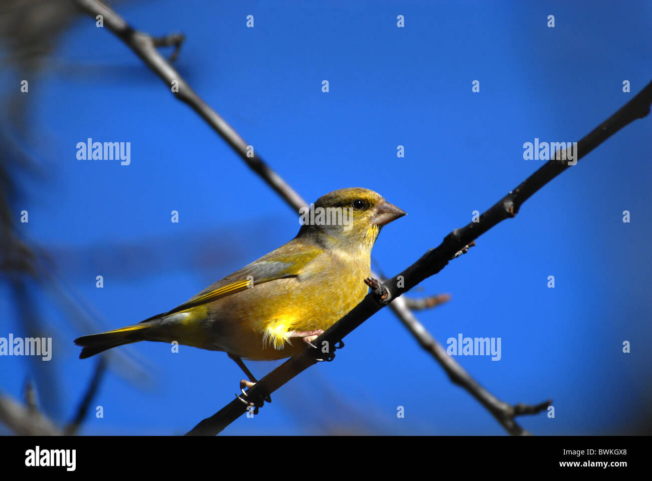 Green finch,  Carduelis chloris Stock Photo