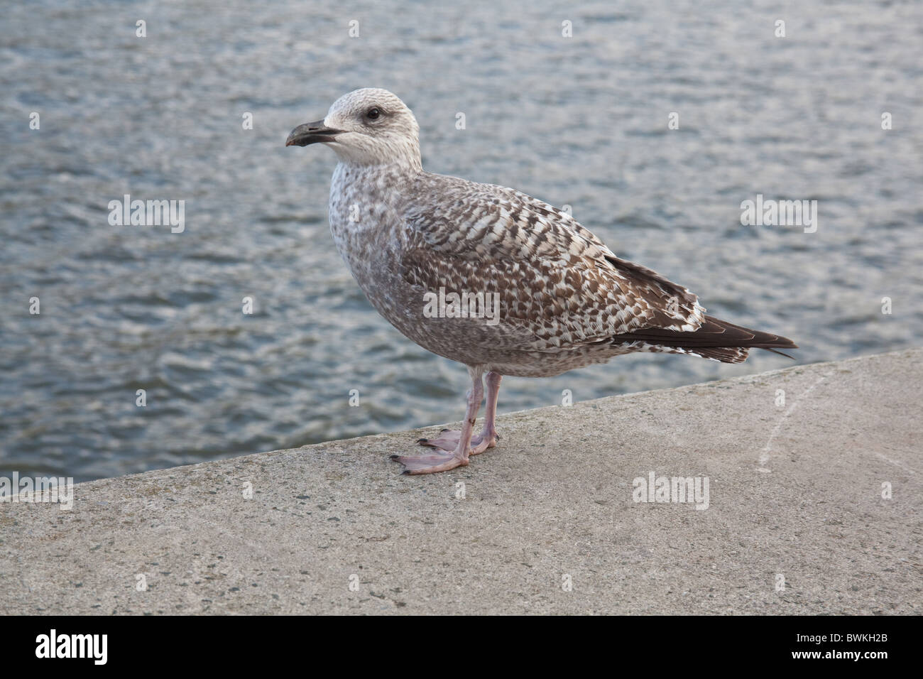Young seagull herring gull, Dartmouth, England, United Kingdom Stock