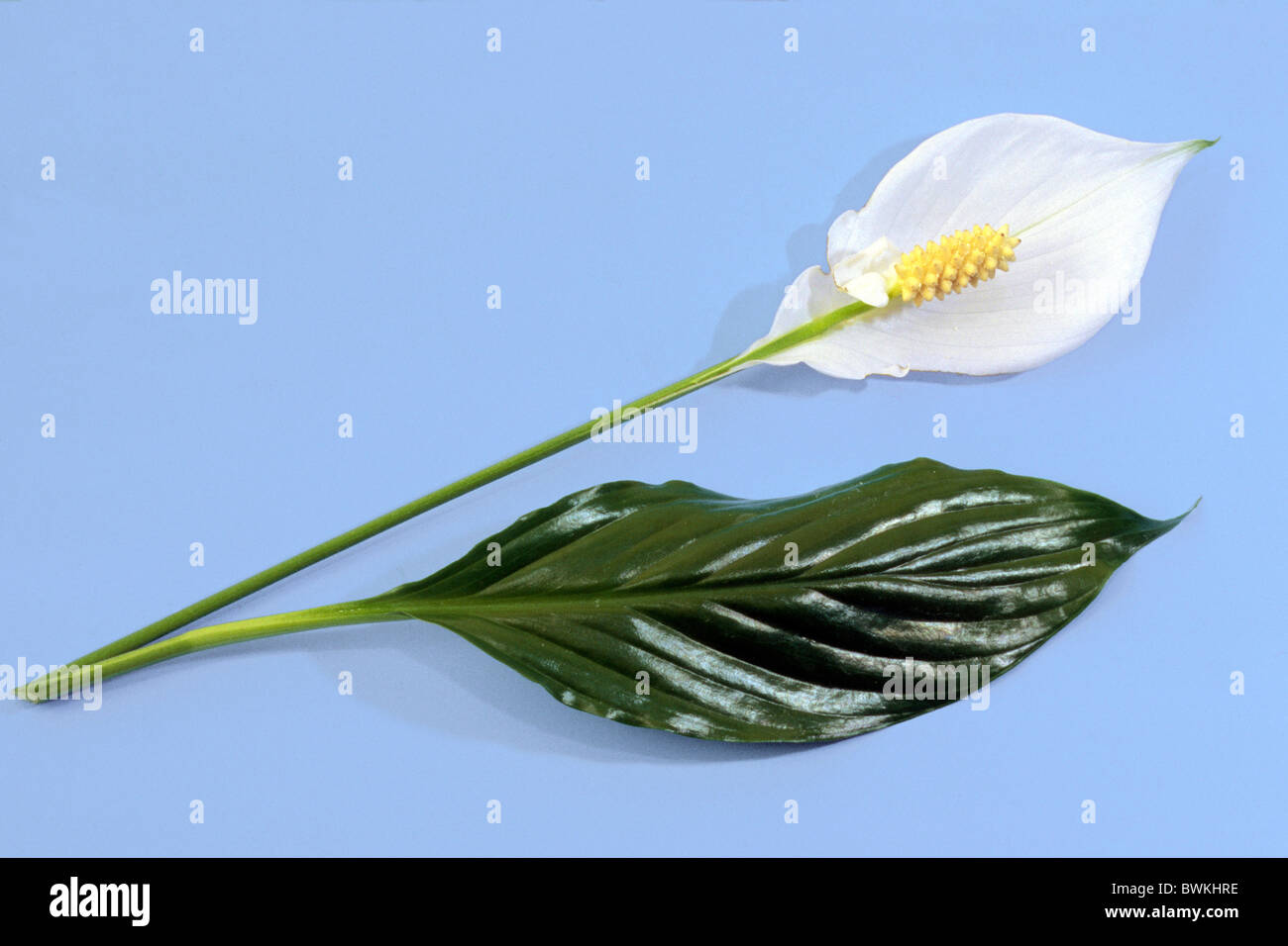 Snow Flower (Spathiphyllum floribundum), studio picture. Stock Photo