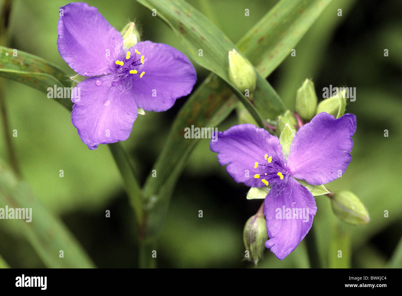 Spiderwort (Tradescantia x andersoni), variety: Zwanenburg Blue, flowering. Stock Photo