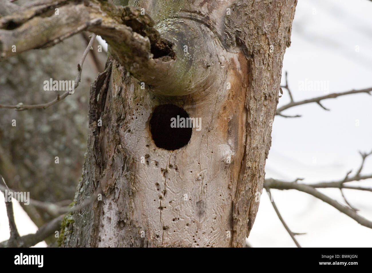 nest hole in tree Stock Photo Alamy